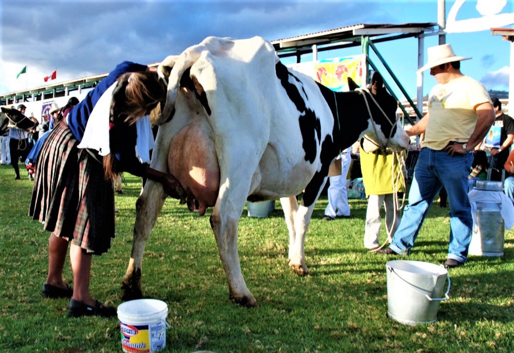 vaca